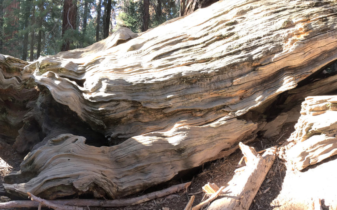 Fallen Sequoia