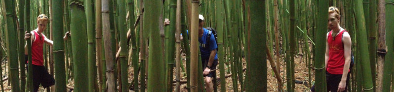 Bamboo Forest, Kauai