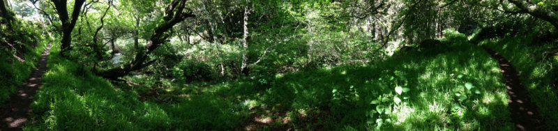 Dipsea Trail, Marin County, California